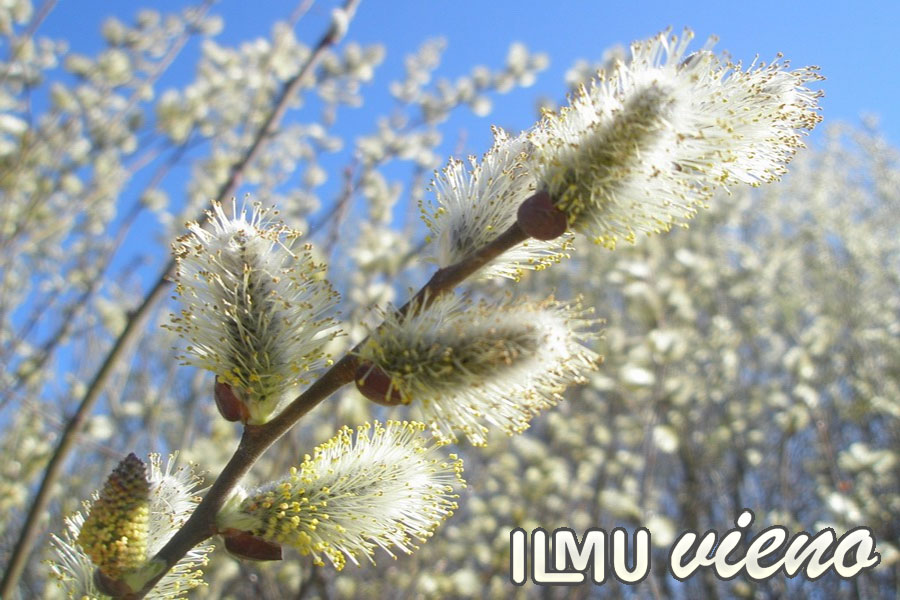 Отдых в Карелии весной 2014