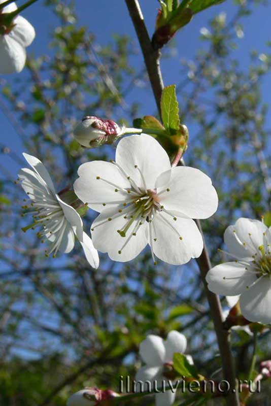цветы яблони
