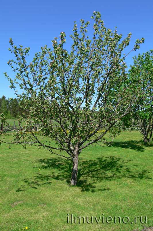 яблоня, коттедж в Карелии