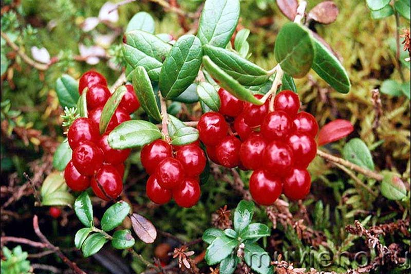 ягоды карелии, брусника