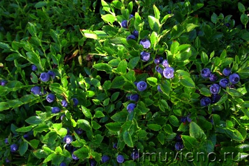 ягоды карелии черника