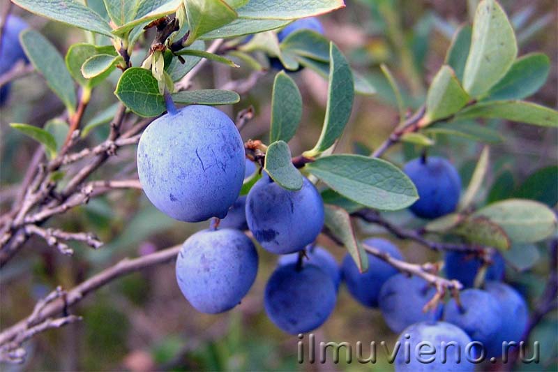 ягоды карелии голубика