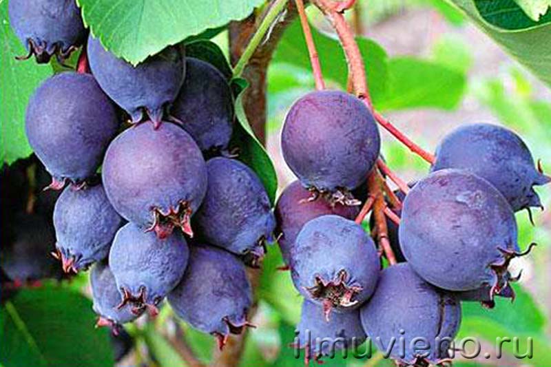 ягоды карелии ирга, карина