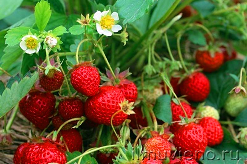 ягоды карелии клубника