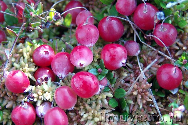 ягоды карелии клюква