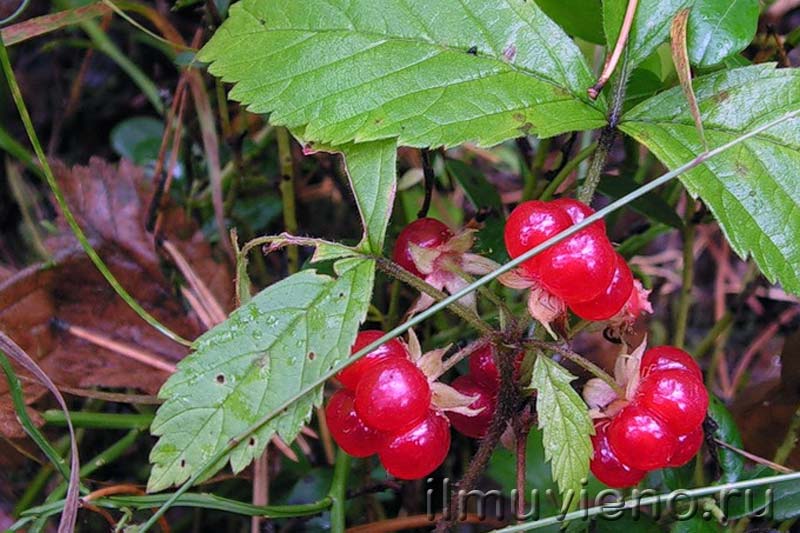 ягоды карелии костяника