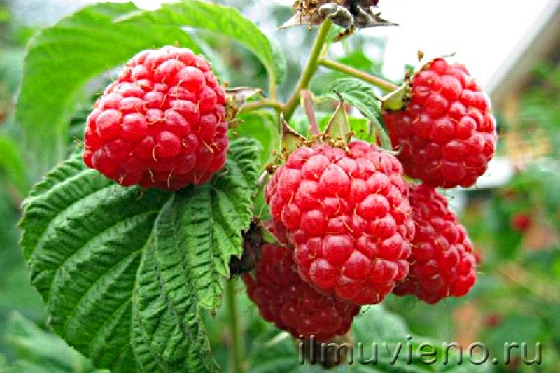 ягоды карелии малина