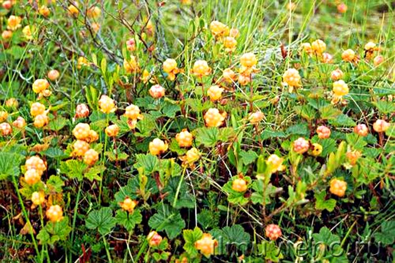 ягоды карелии морошка