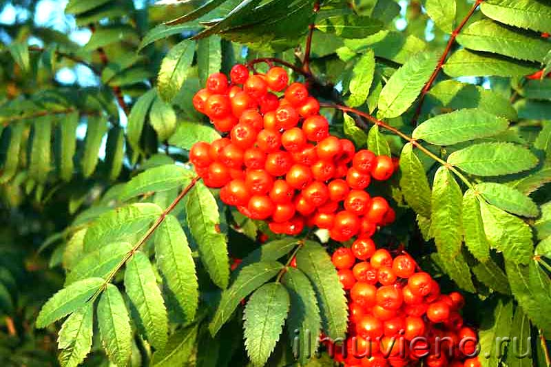 ягоды карелии, рябина садовая