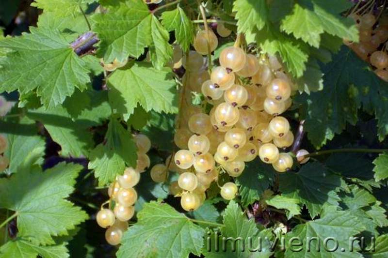 ягоды карелии белая смородина