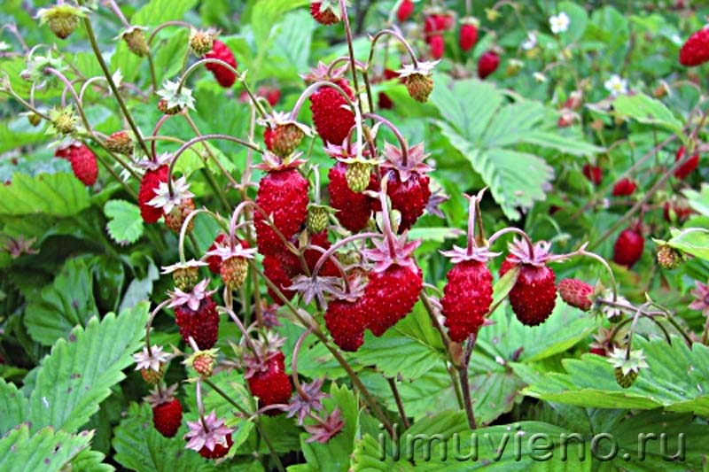 ягоды карелии земляника