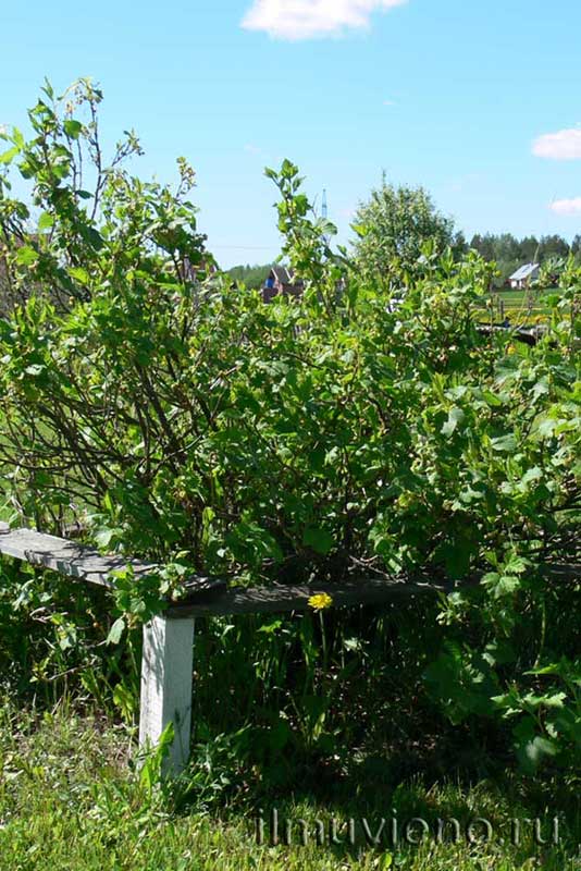 Черная смородина в Карелии