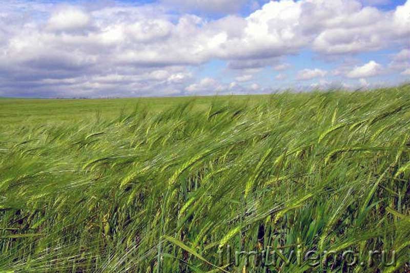 ячменное поле, поле ячмень, поле в деревне Виданы