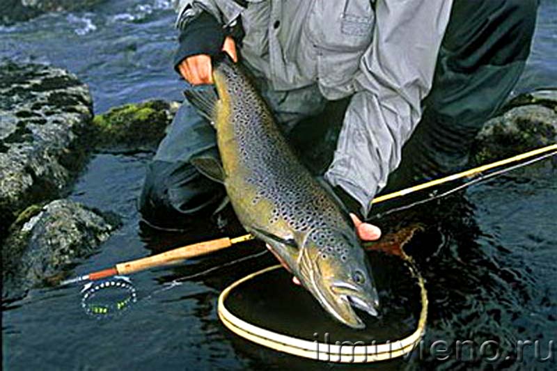 Река Шуя, рыбалка