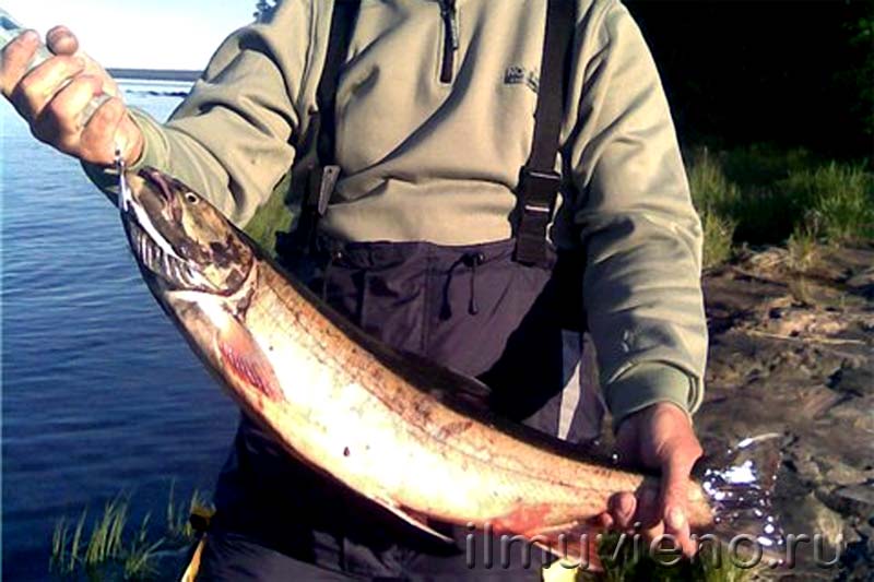 рыбалка шуя, лосось, карелия, река шуя