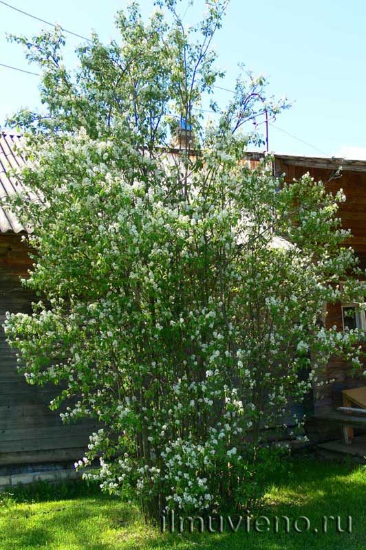 ирга, карина