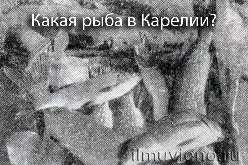 Какая рыба в Карелии?