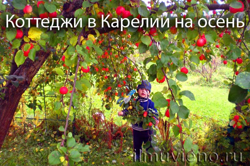 Коттеджи в Карелии на осень
